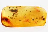 Fossil Dagger Fly and Fungus Gnats in Baltic Amber #357867-1
